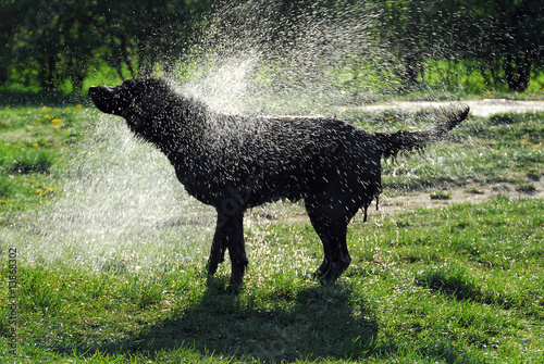 Fototapeta Naklejka Na Ścianę i Meble -  Hund schüttelt Wasser ab