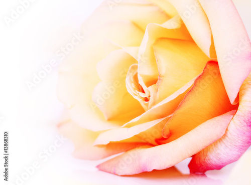 Delicate yellow and pink  rose