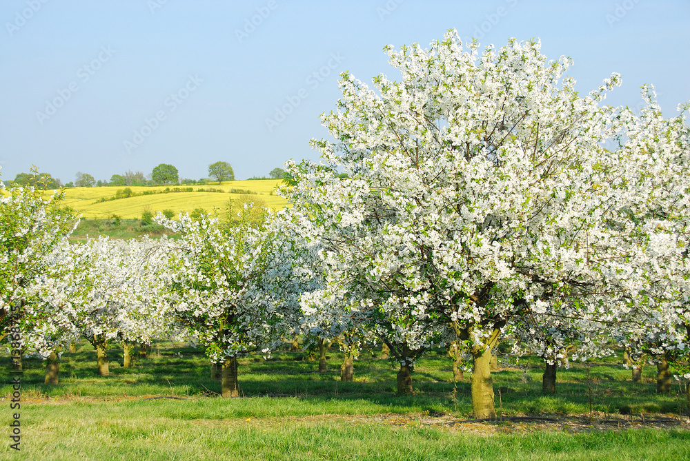 Fototapeta premium Frühling 531