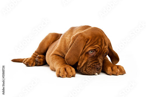 Dogue De Bordeaux puppy isolated on a white background