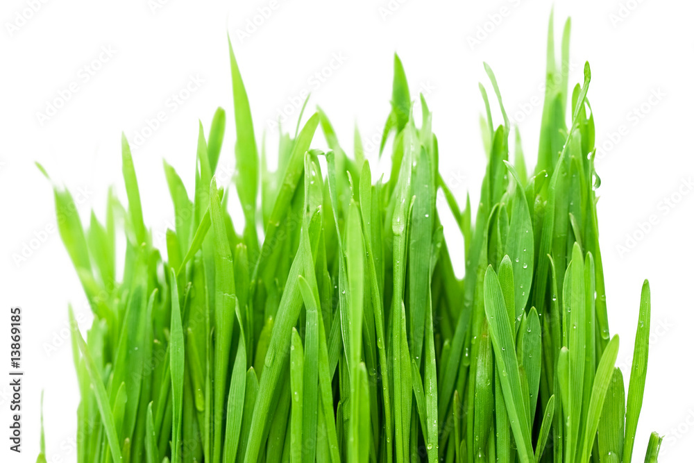 Fototapeta premium Fresh green grass