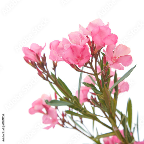 bright pink oleander flowers, isolated