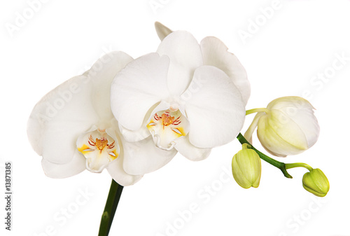 Delicate white orchid isolated over white