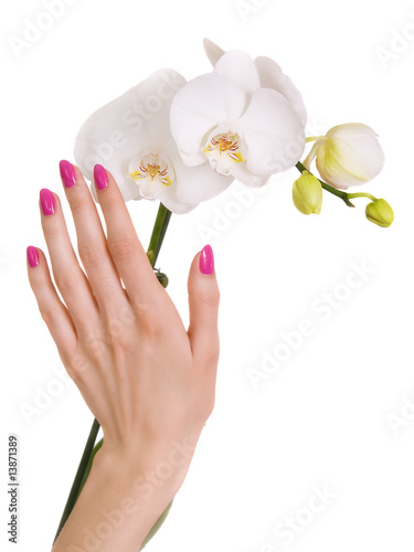 Hand with pink manicure touching white orchid isolated