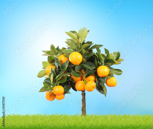 orange tree