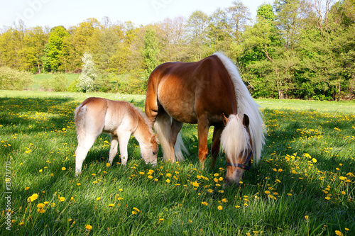 Pferd mit Fohlen photo