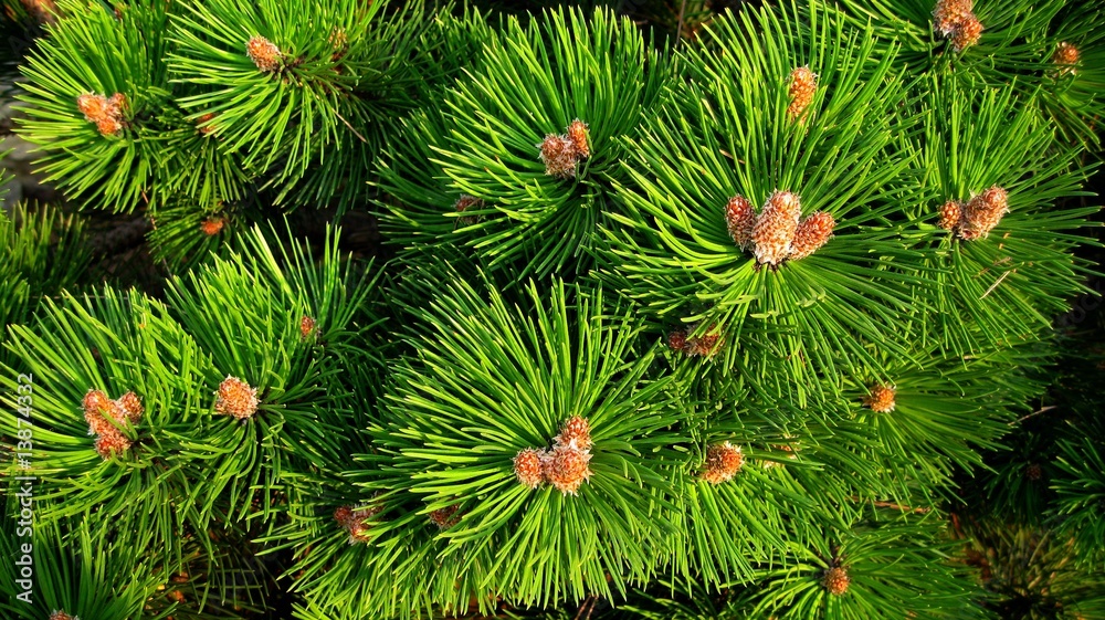 Fototapeta premium Kosodrzewina