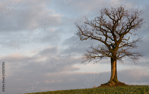 Fototapeta Naklejka Na Ścianę i Meble -  Baum im Februar