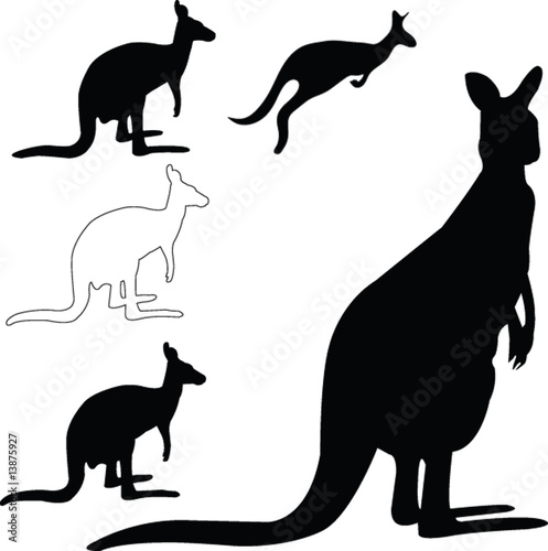 kangaroo collection - vector