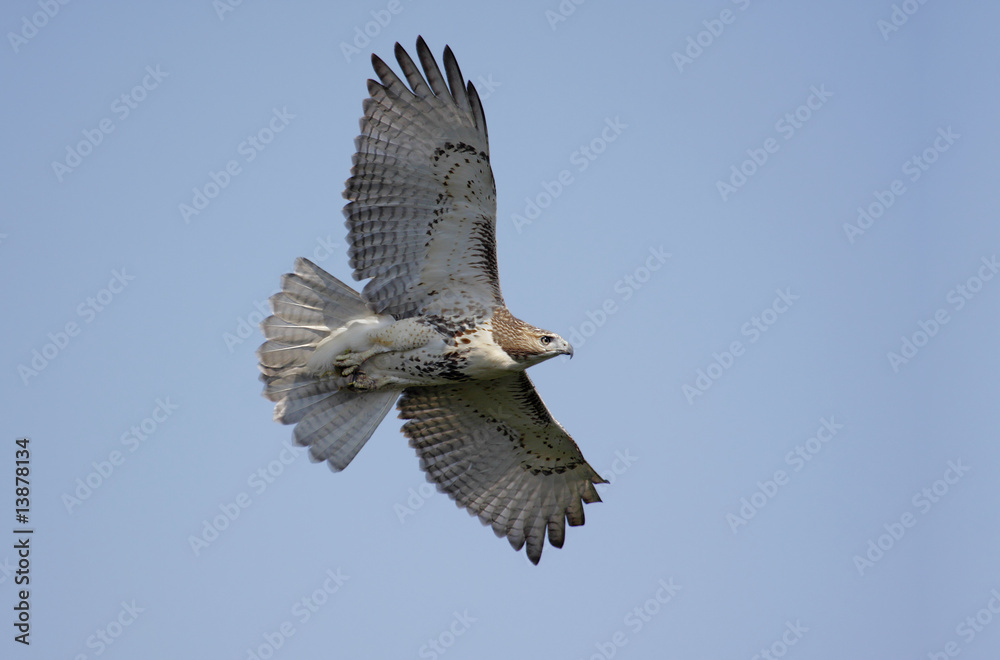 Fototapeta premium Perched Red-tailed Hawk