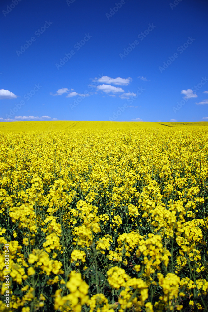yellow rape flower field