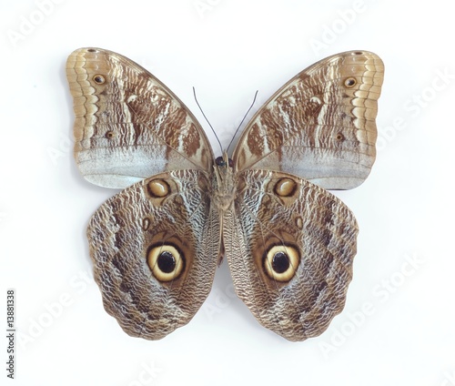 Caligo illioneus (underside) photo