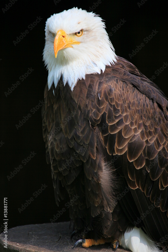 Obraz premium weißkopfseeadler