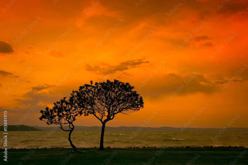 Fototapeta premium sunset with tree
