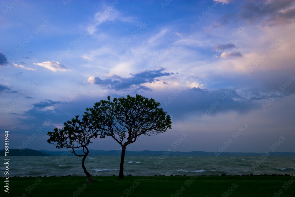 Fototapeta premium sunset with tree