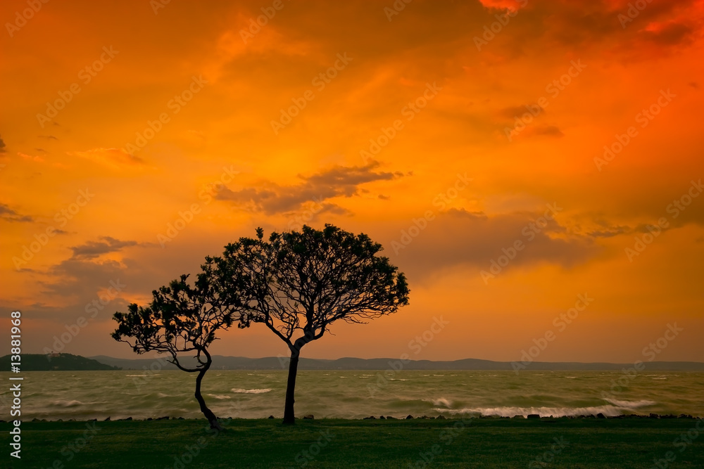 Fototapeta premium sunset with tree