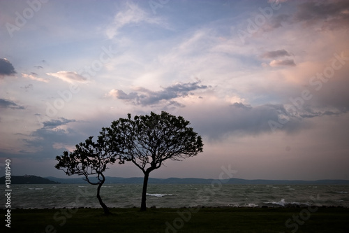 sunset with tree