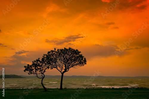 sunset with tree