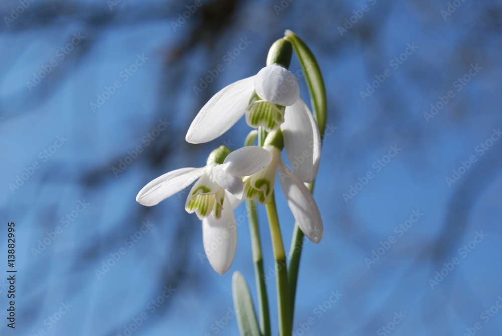 Fototapeta premium Frühblüher