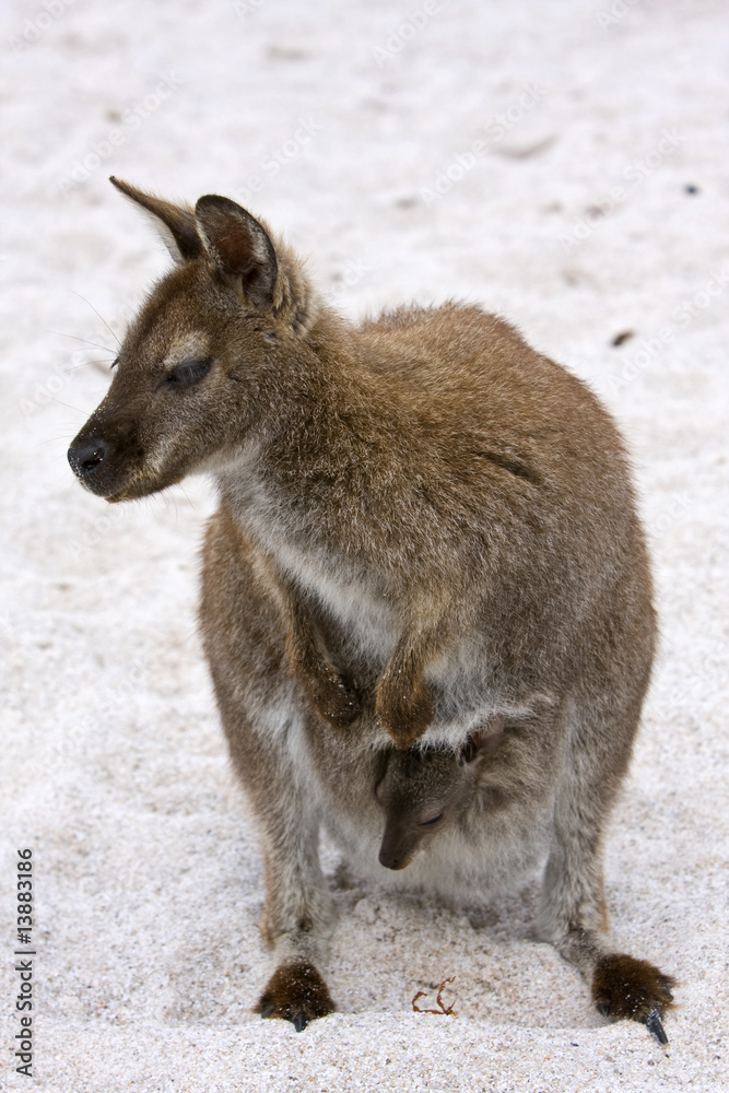 Wallaby on the Beach