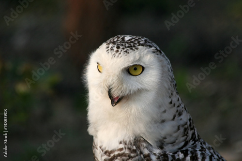 portrai of a snowy owl