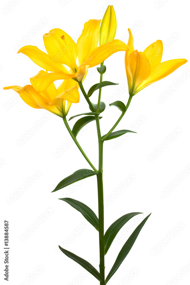 Fototapeta premium Beautiful yellow lily