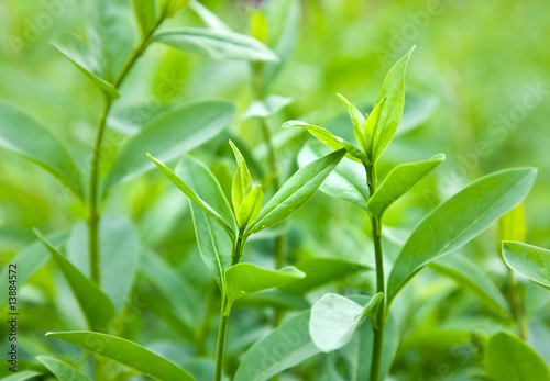 Bush of green tea