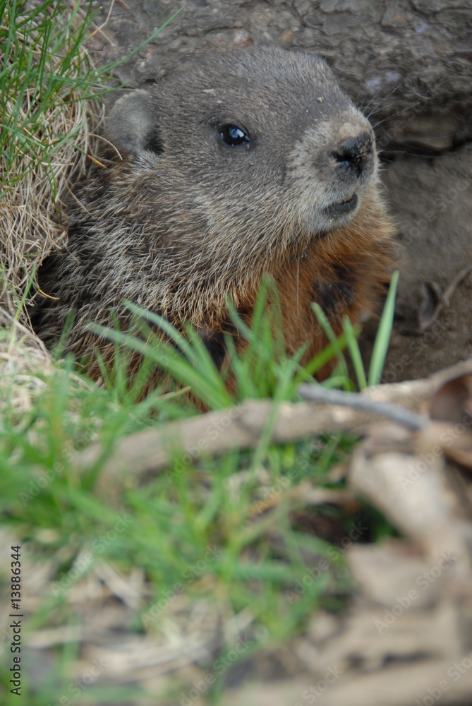 Marmota Monax Marmota Monax