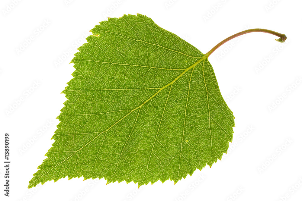 Fototapeta premium Birch leaf