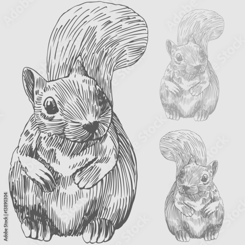 Squirel Front