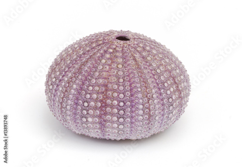 Violet sea-urchin