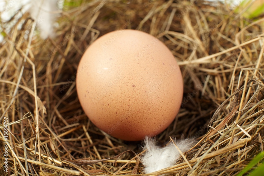 egg