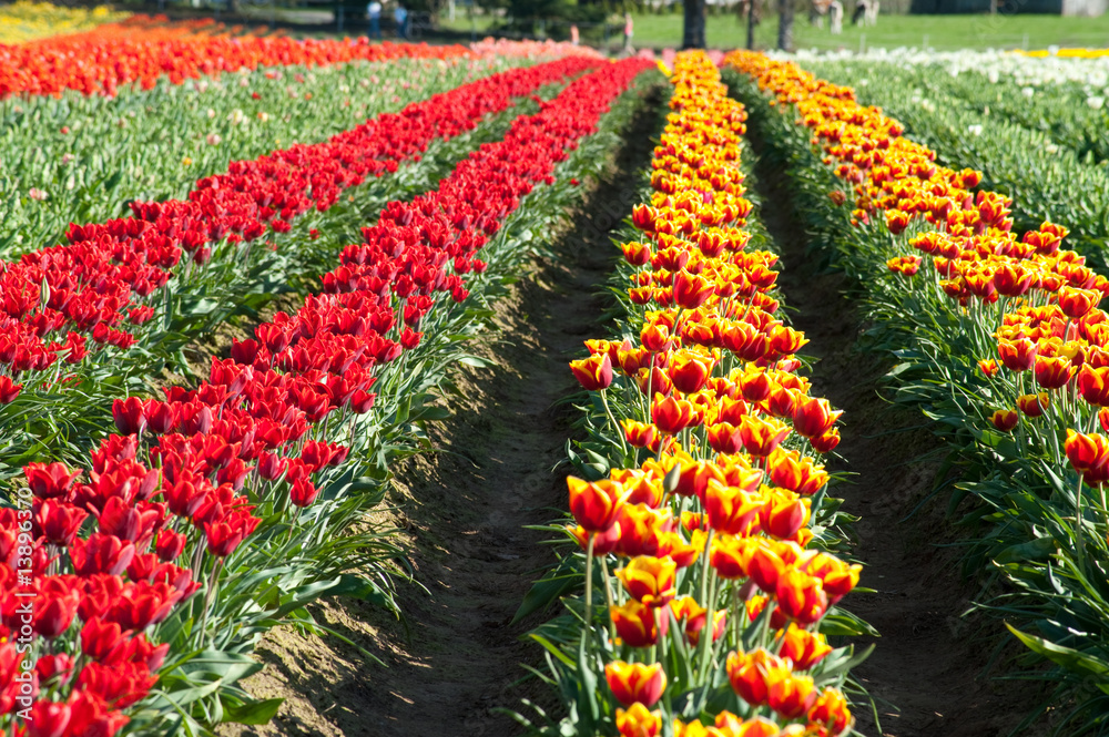 Tulip fields
