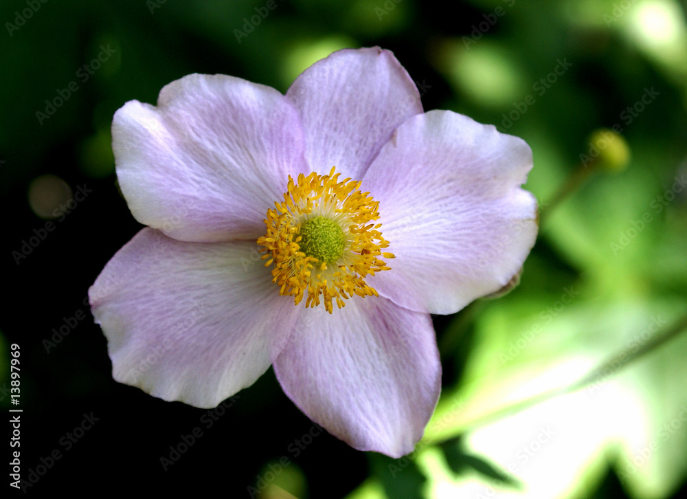 Fototapeta premium Windröschen