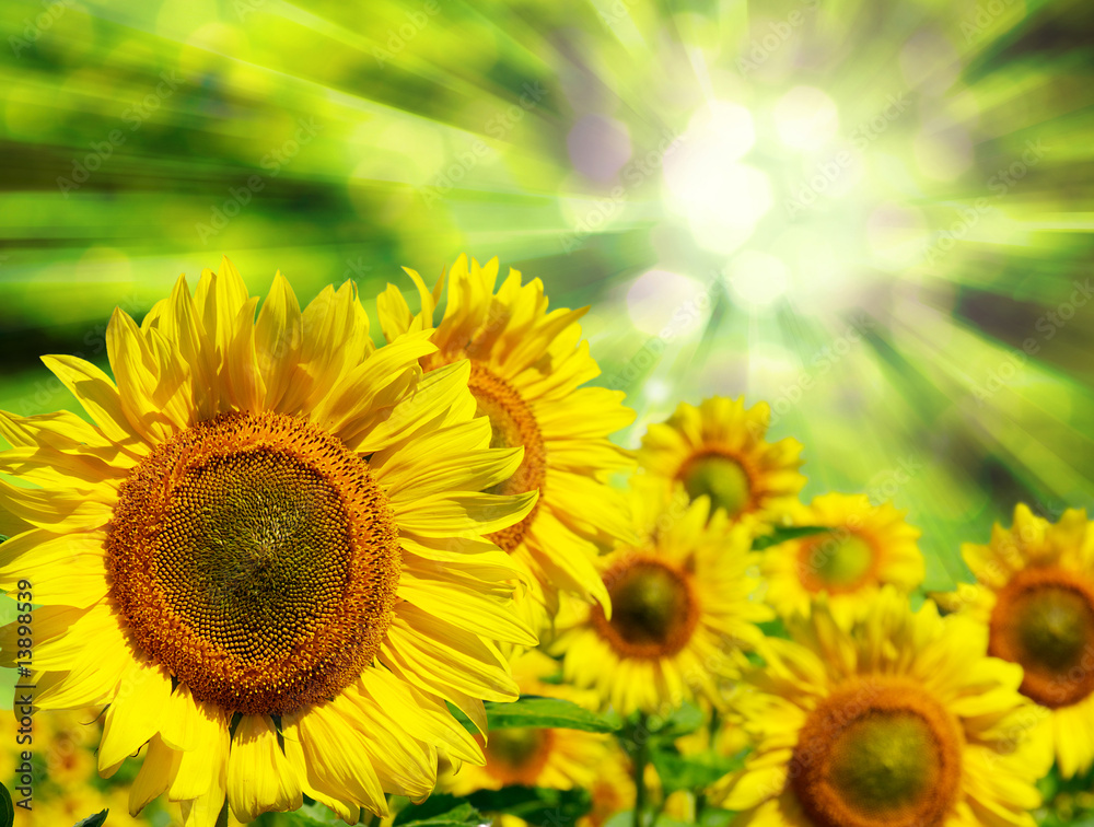 Fototapeta premium sunflowers