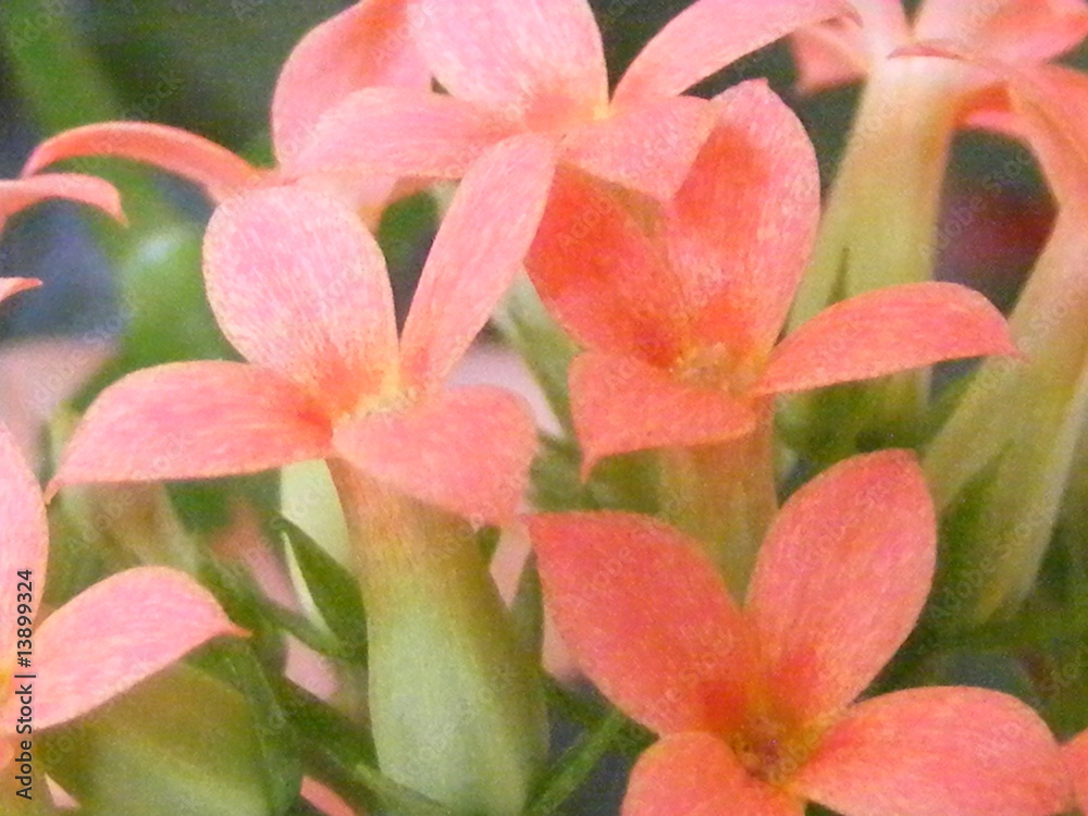 Fototapeta premium the red florescence