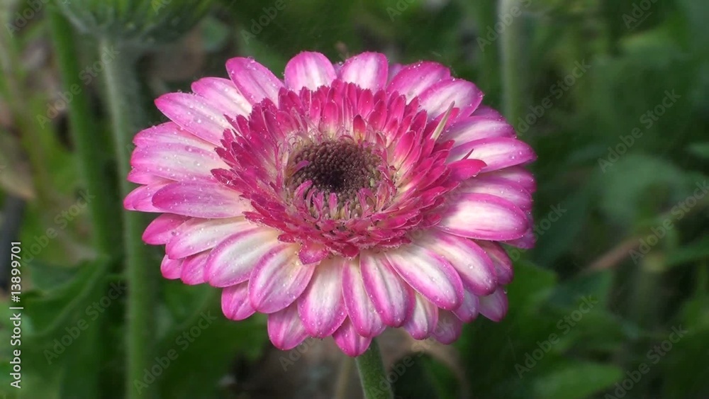 flor