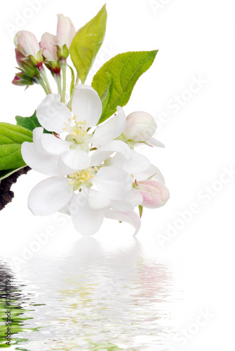 flowering apple tree with water
