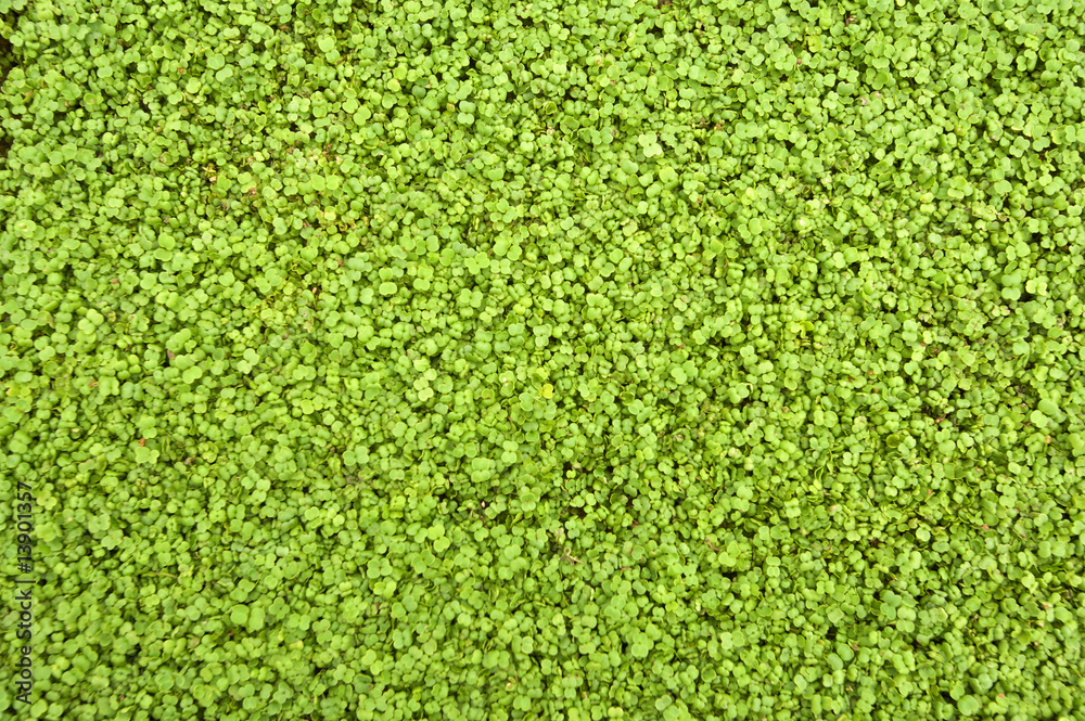 Field Greens Field Greens