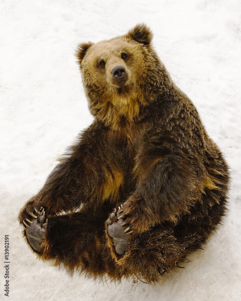 Obraz premium Sitting Bear