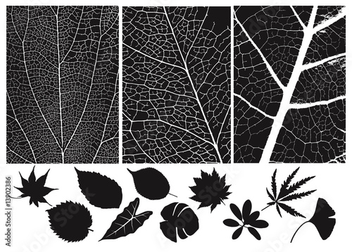 Set of leaf  texture.