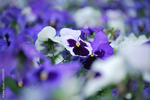Purple pansies