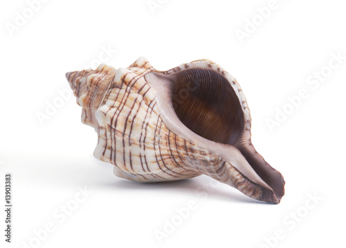 cockleshell on white background