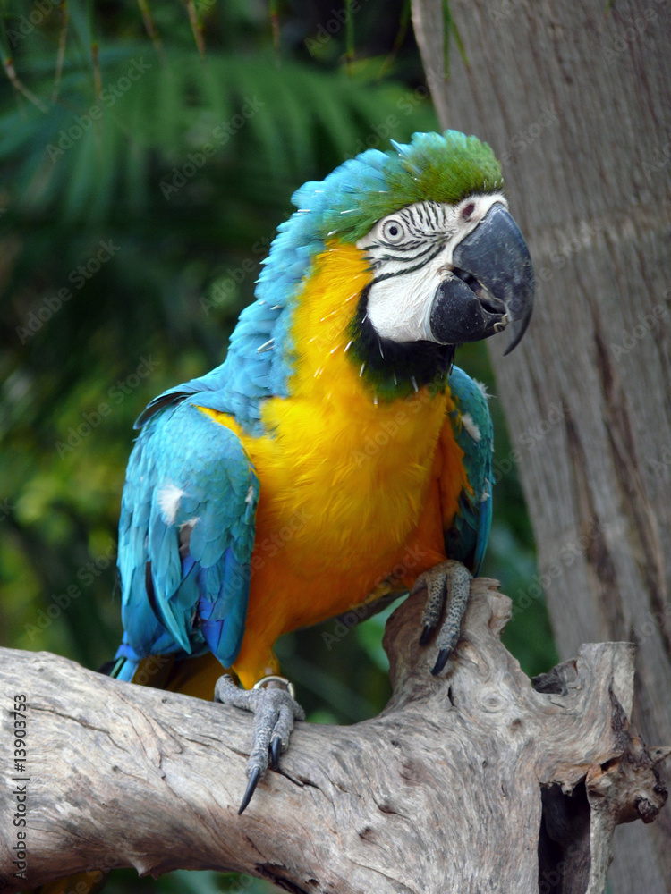 macaw