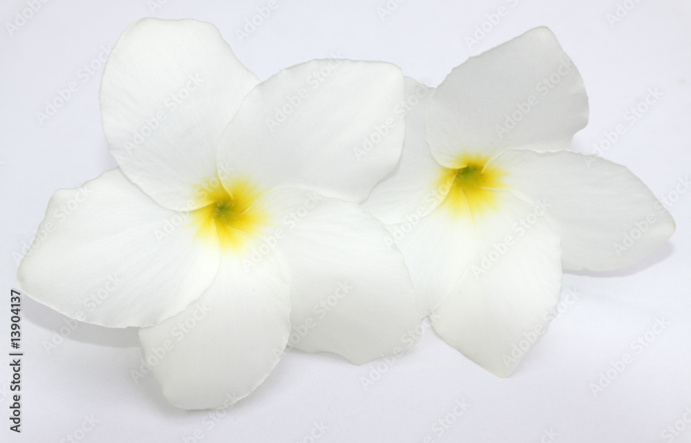 duo de fleurs blanches de frangipanier sur feuille blanche Photos | Adobe  Stock