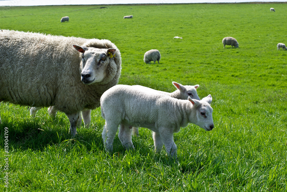 Obraz premium Schaaf-Familie