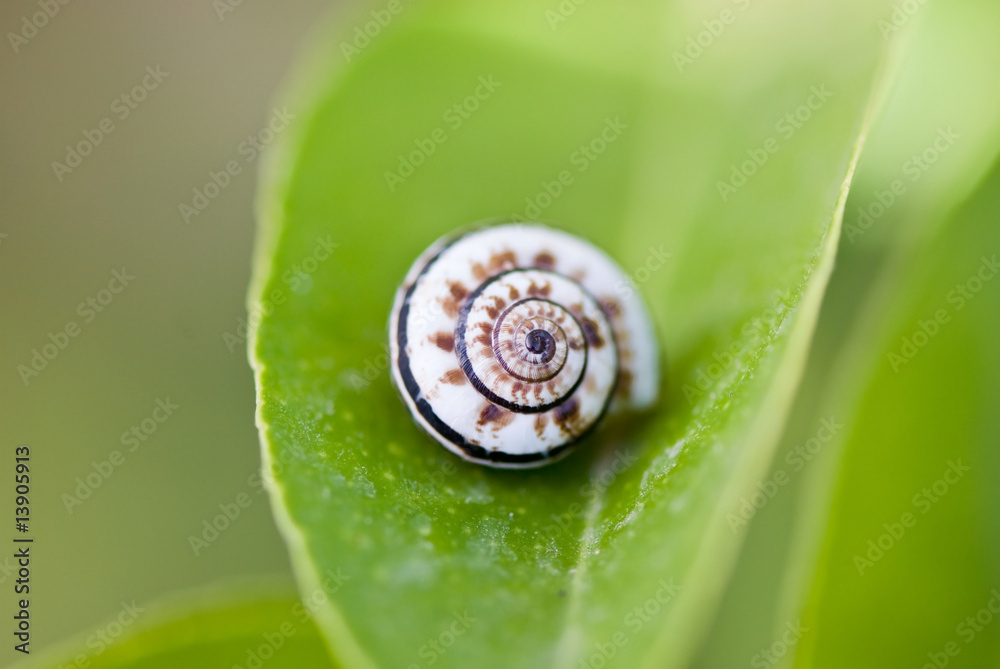 snail