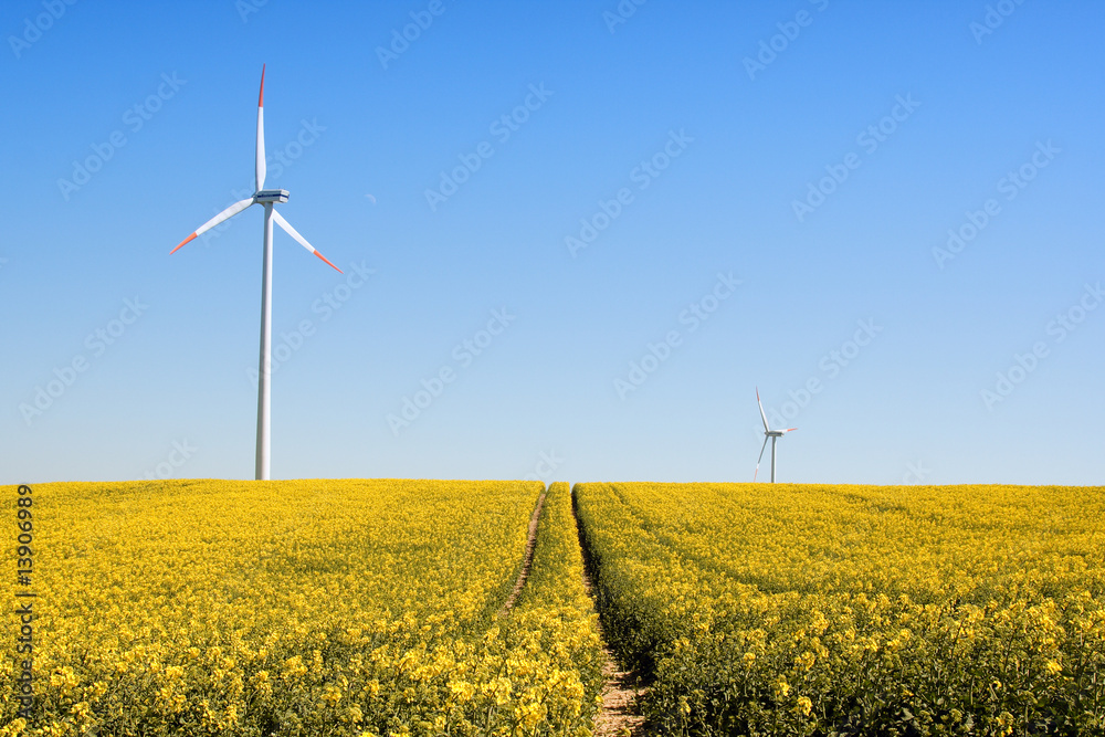 wind turbines standing in a field of yellow rape-seed wind turbines standing in a field of yellow rape-seed