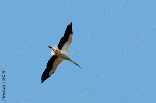 flying stork © Irena Kofman