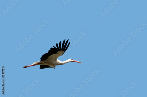 flying stork
